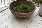 3/4 bed, Chair, Chest, Pot plant - A (2), Pot plant - B, Pot plants sm...