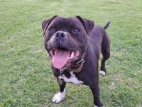 Staffordshire Bull Terrier
