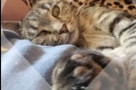 3 cats to be transported from Johannesburg to Durban