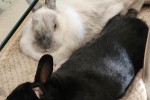 Two 3 year old bunnies moves by road to Johannesburg