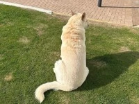9 year old German Shepard