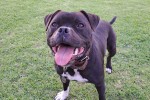 Staffordshire Bull Terrier