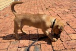 3 months old dachshund cross-breed 6 kg