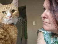 3 cats to be transported from Johannesburg to Durban