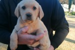 10 week old Labrador puppy