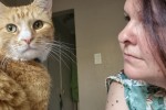 3 cats to be transported from Johannesburg to Durban