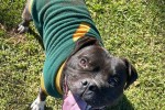 Staffordshire Bull Terrier