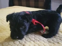 6 week old Scottish Terrier