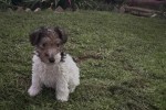 8 weeks old Wired Fox Terrier