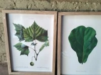 4 prints with wooden frames and glass A3 size., 3 puzzles in wooden fr...