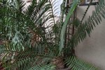 Cycads in large Pots x 6 + 3 empty large pots