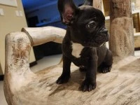 12 weeks old French Bulldog