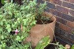 Pot plants