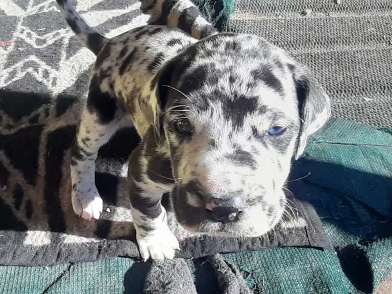 8 week old male Great Dane puppy