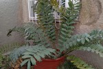 Cycads in large Pots x 6 + 3 empty large pots