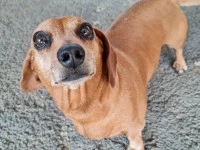 9 year dachshund