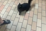 Cats Cats