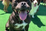 Staffordshire Bull Terrier