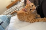 8 month old cat