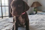 8 week old German short haired pointer puppy
