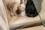 Two 3 year old bunnies moves by road to Johannesburg