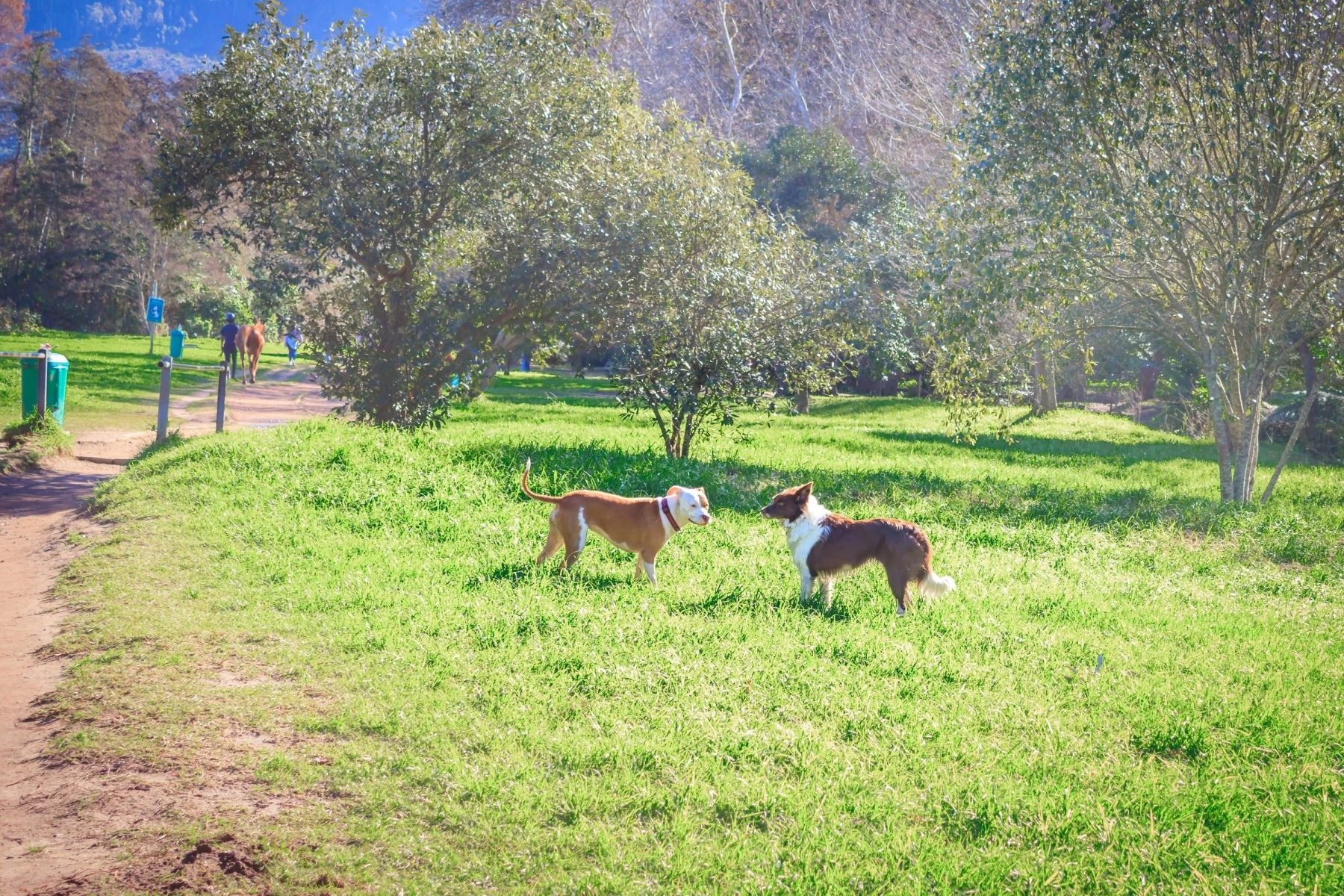 Types of pet insurance South Africa