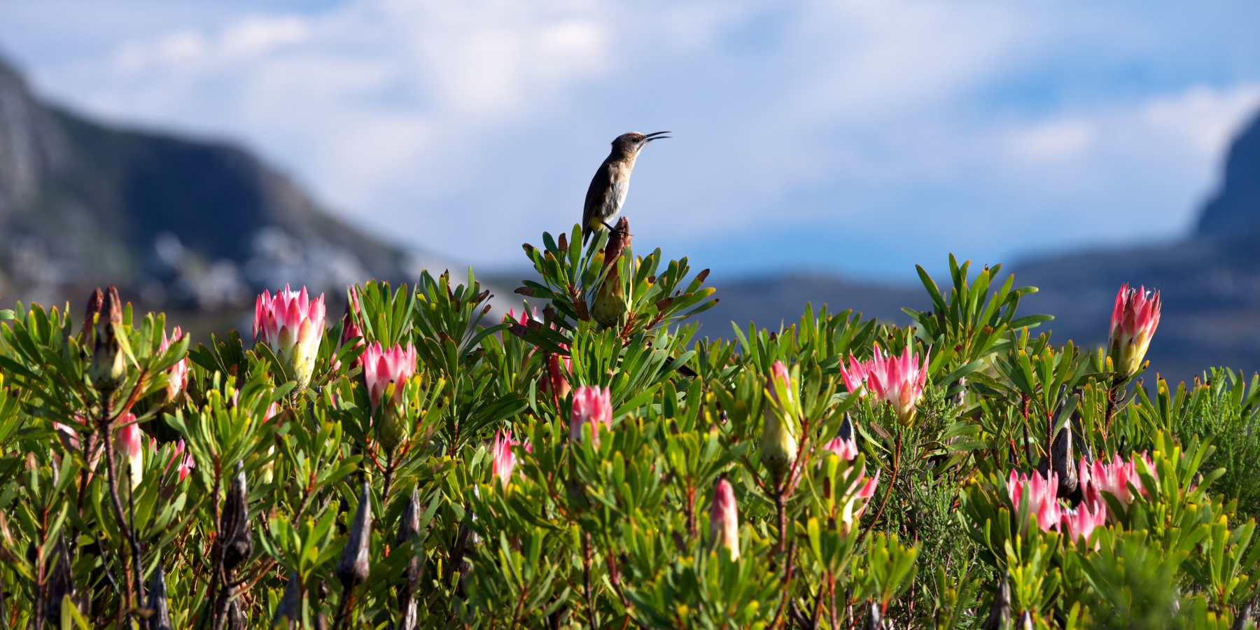 Protea South Africa National Flower