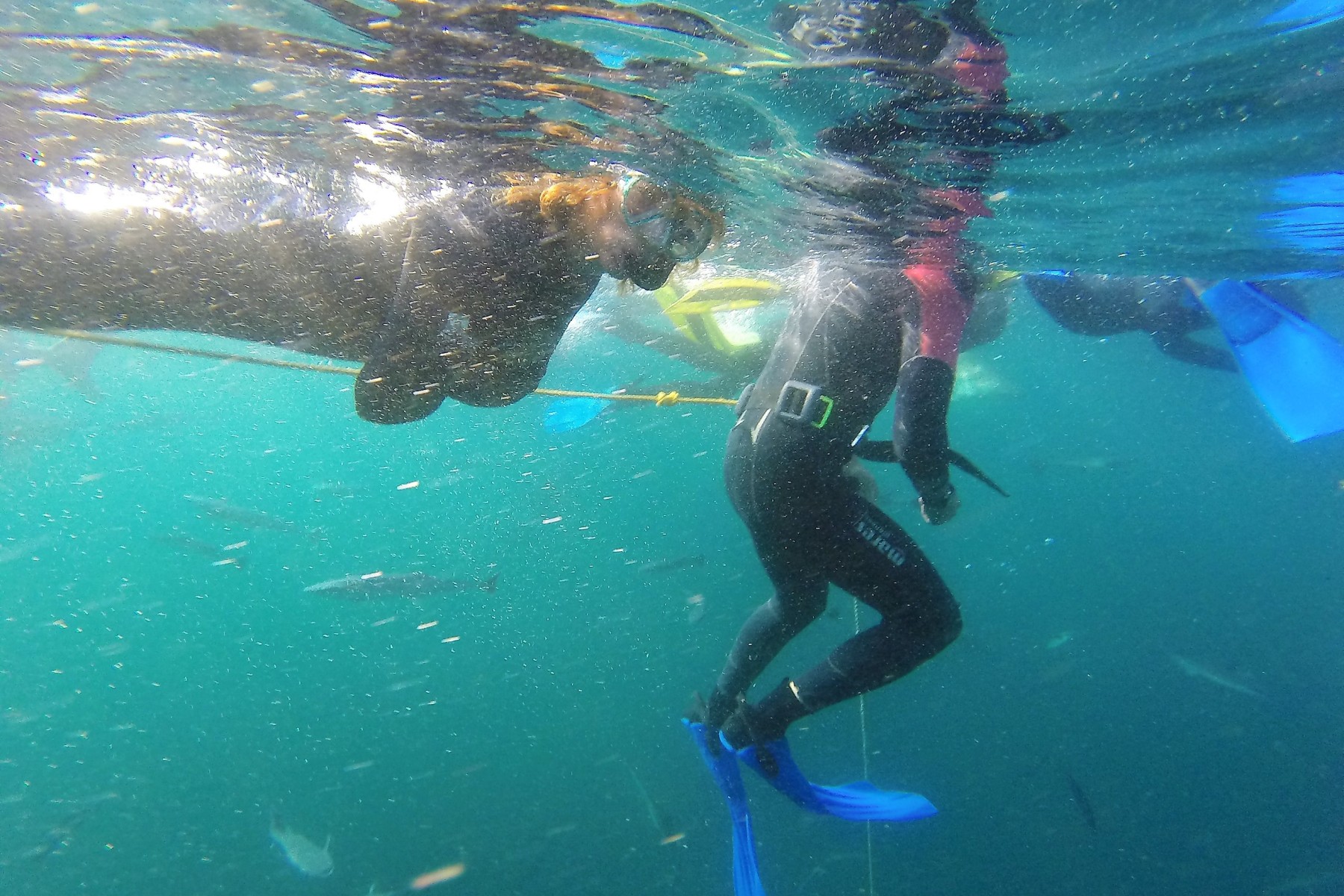 Snorkelling in Durban