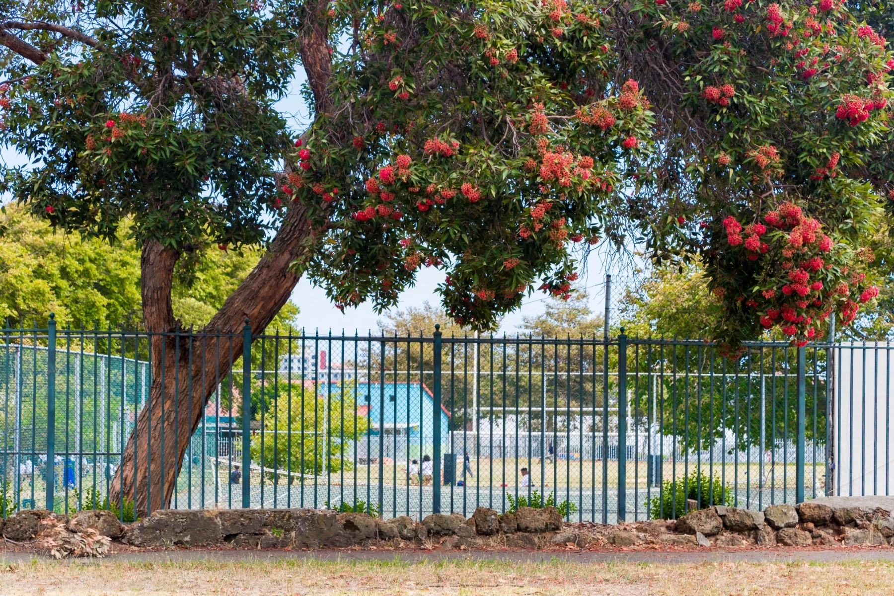 Public School Newlands, Cape Town