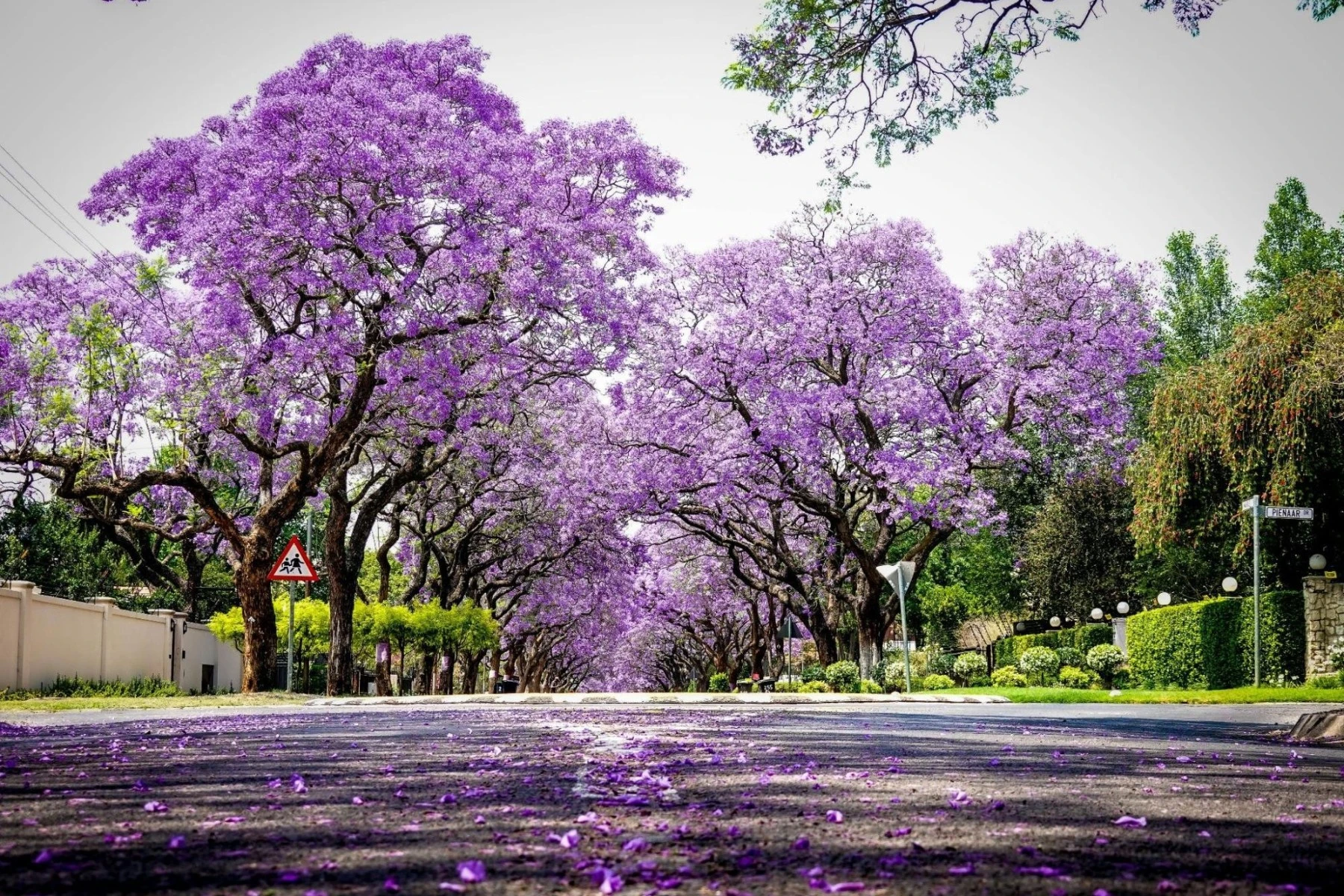 Pretoria Jacarandas in bloom