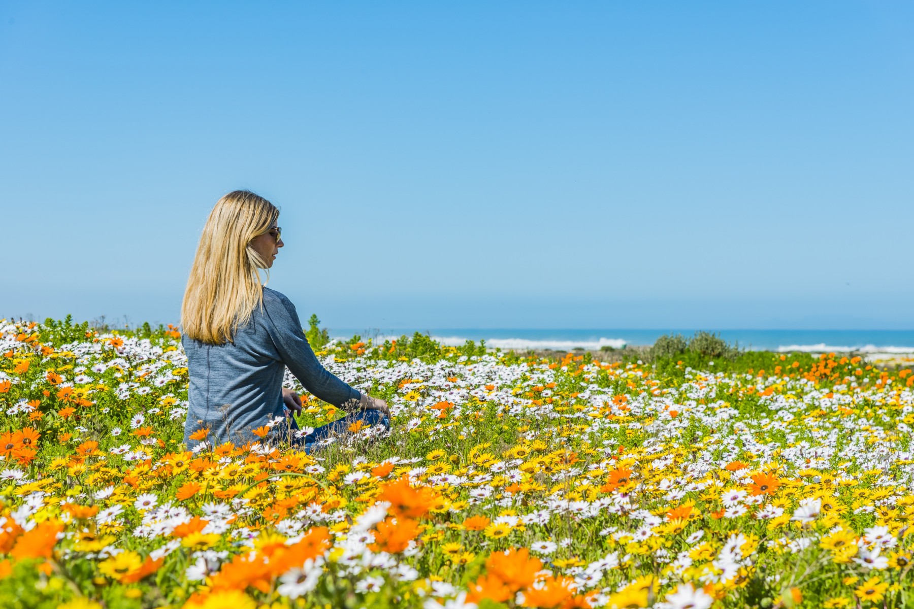 Spring wildflowers near Cape Town