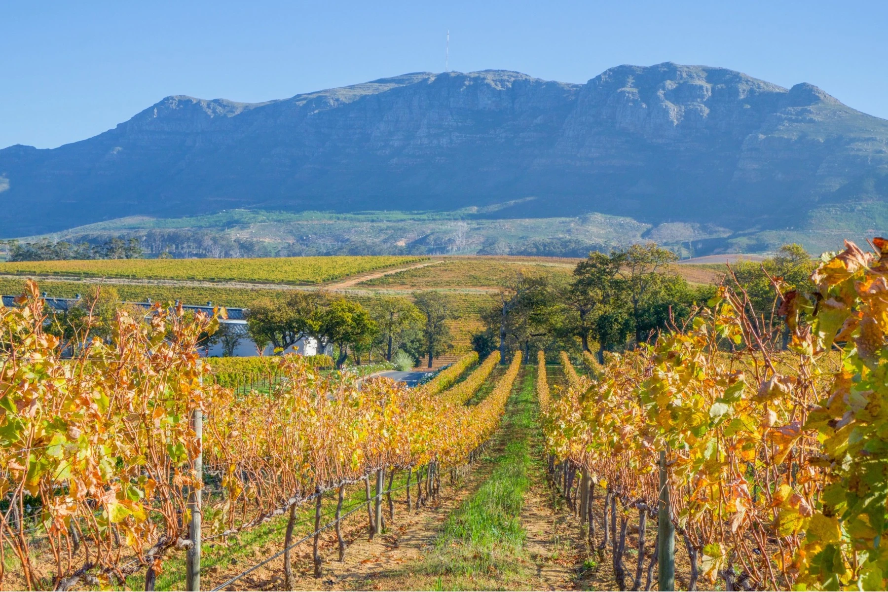 Constantia vineyards in early autumn, Cape Town