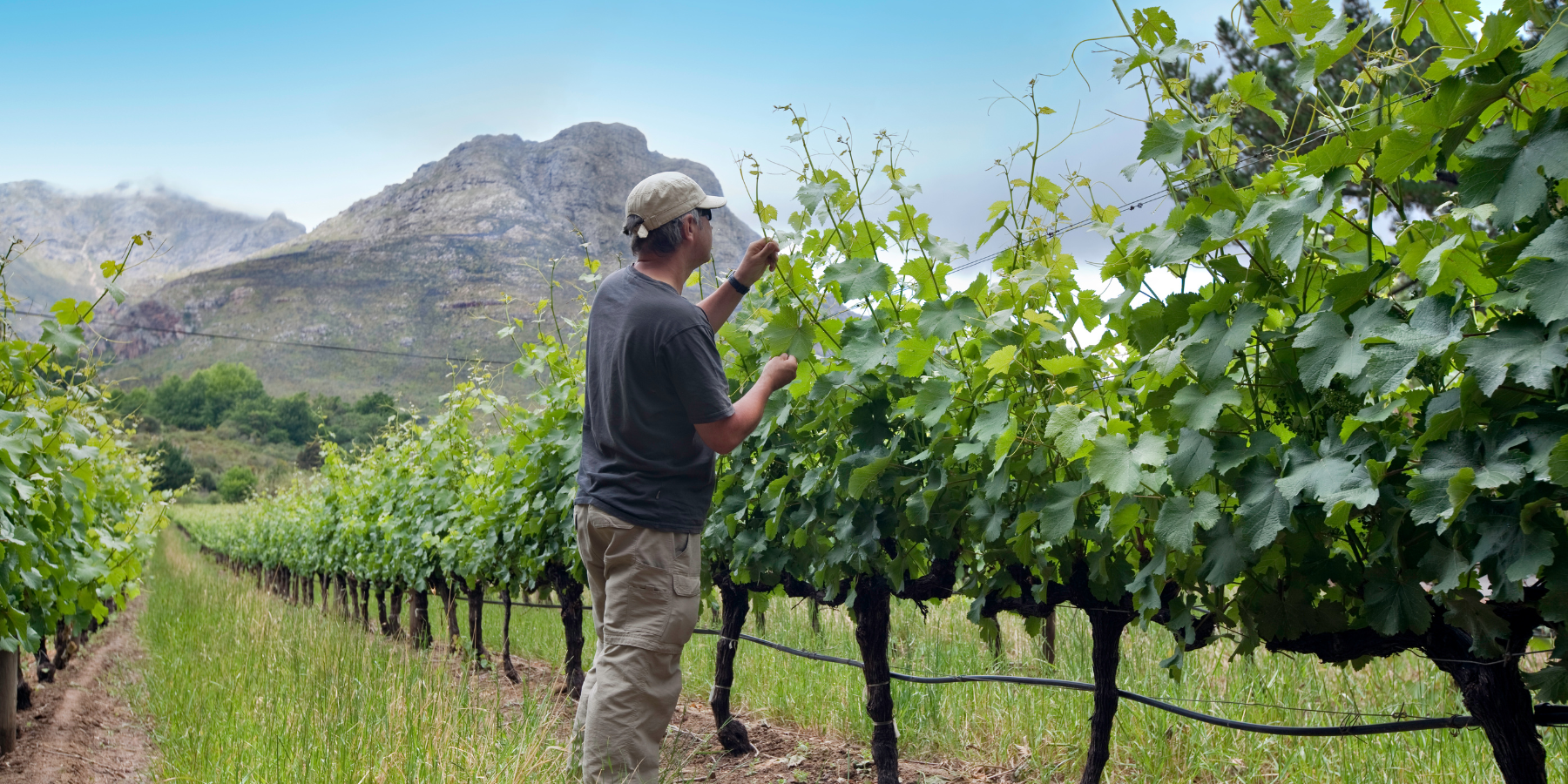 Rural South Africa farming opportunities