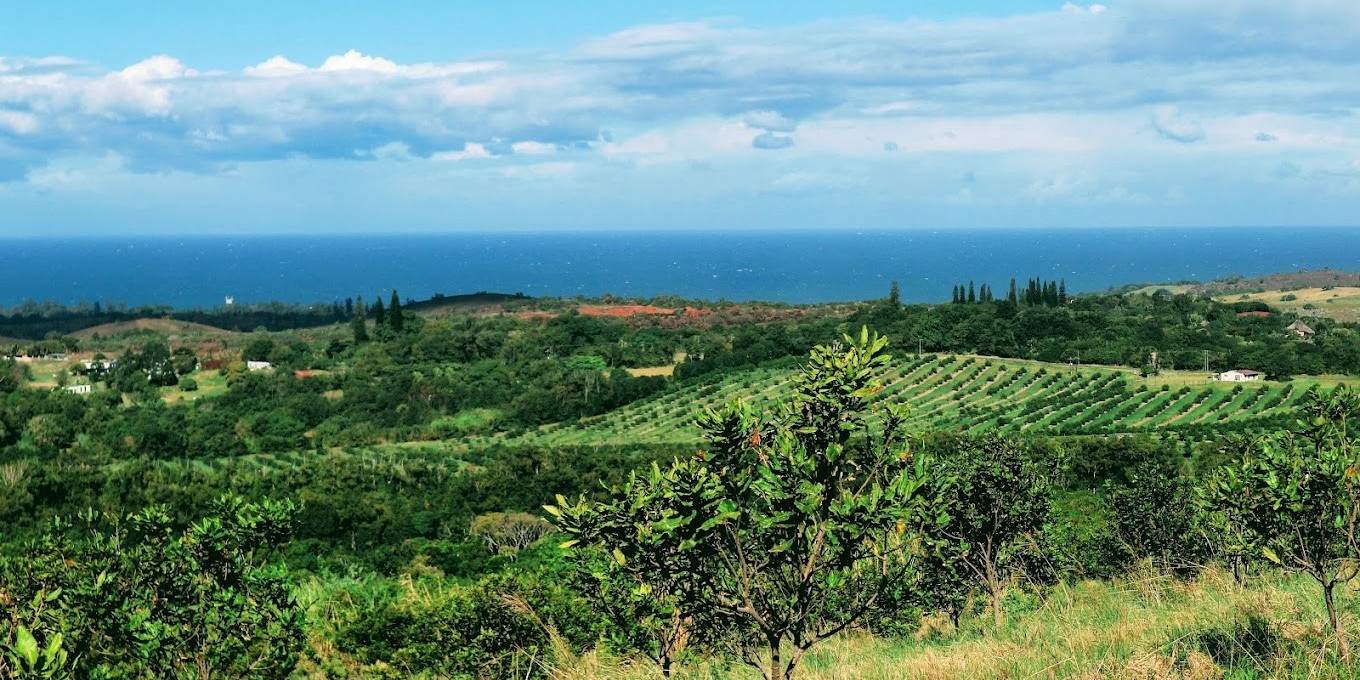 South African Coffee Farms