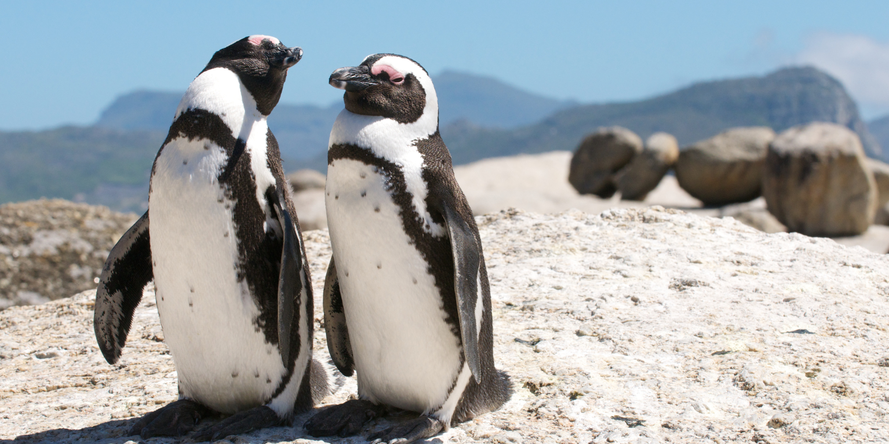 Table Mountain National Park