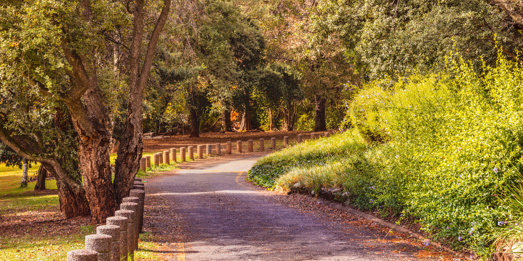 Johannesburg Botanical Garden activities