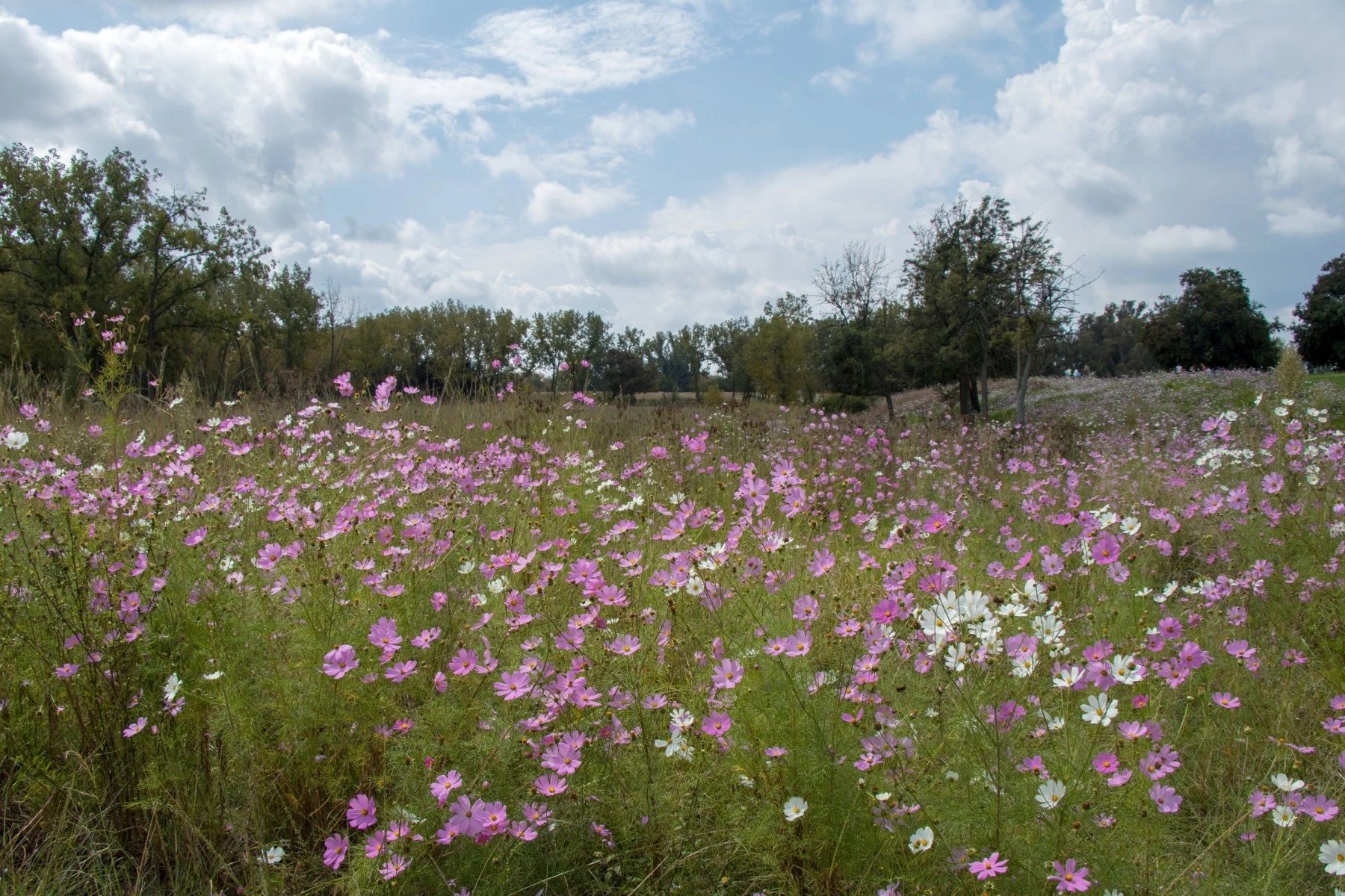 Cosmos as Delta Park, Johannesburg