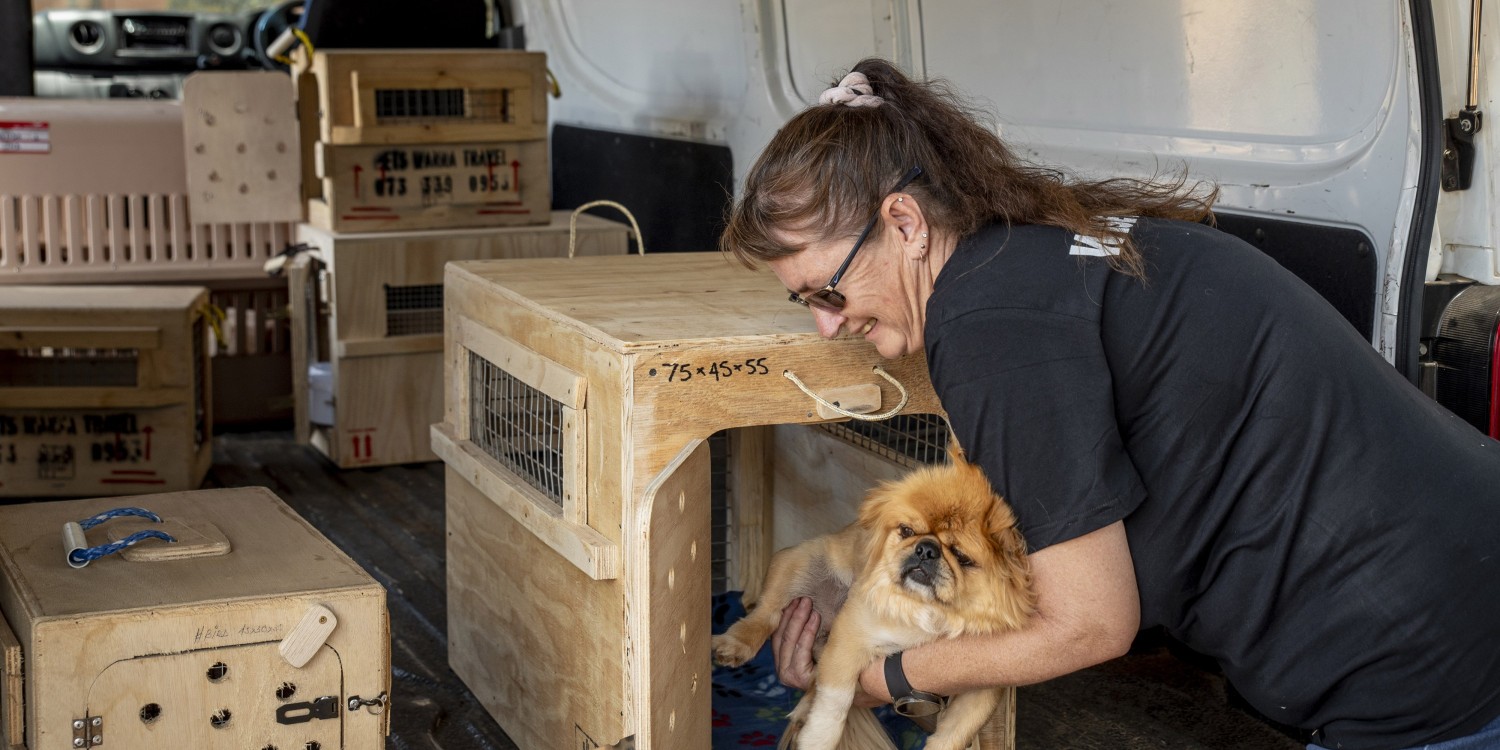 Caring Pet Transport Service Across South Africa caring-pet-transport-service-across-south-africa