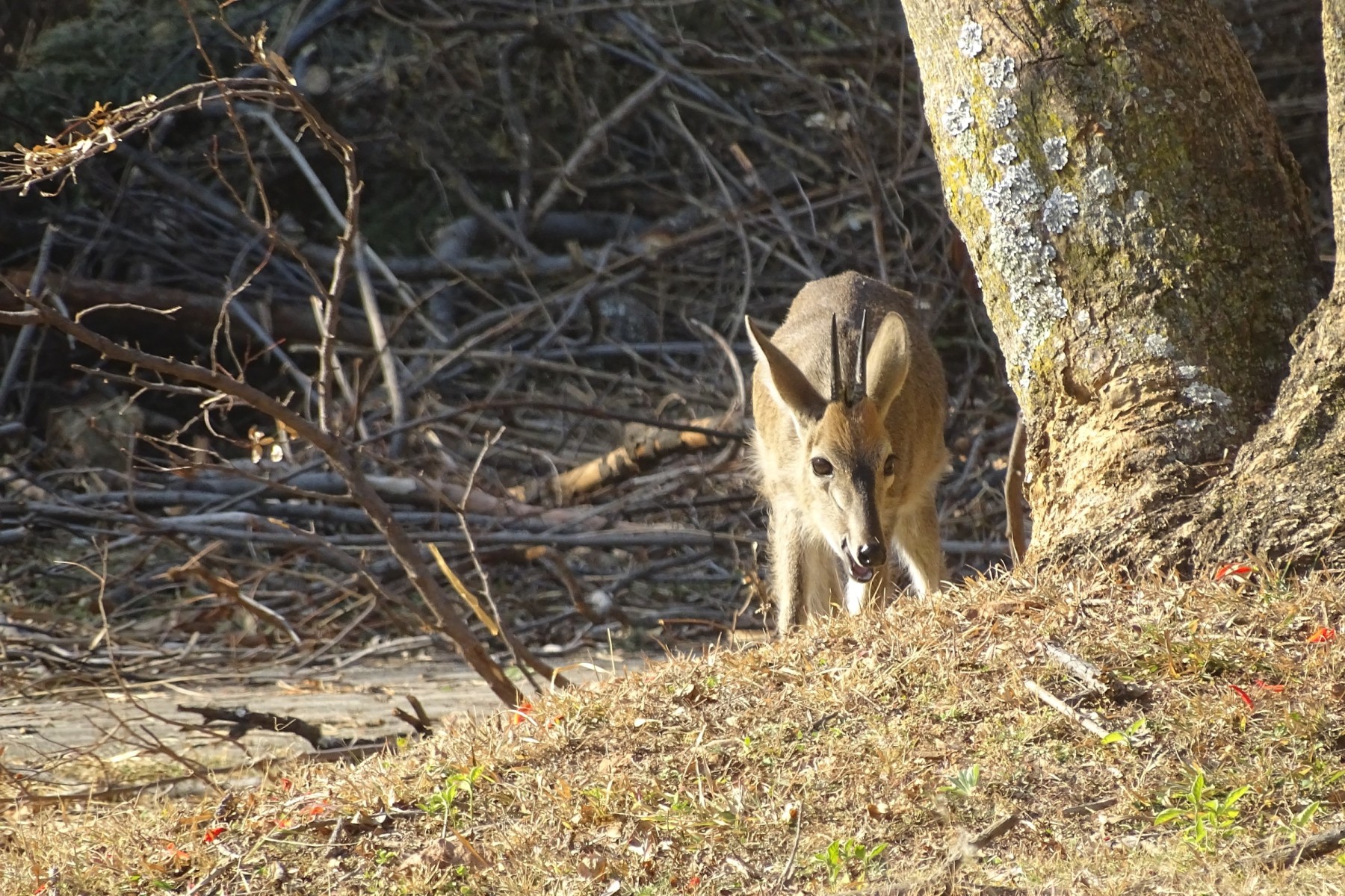 Rietfontein Nature Reserve