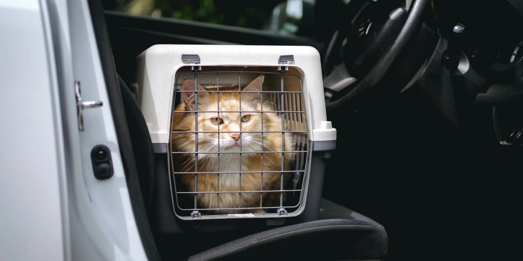Comfortably transport your cat during a move