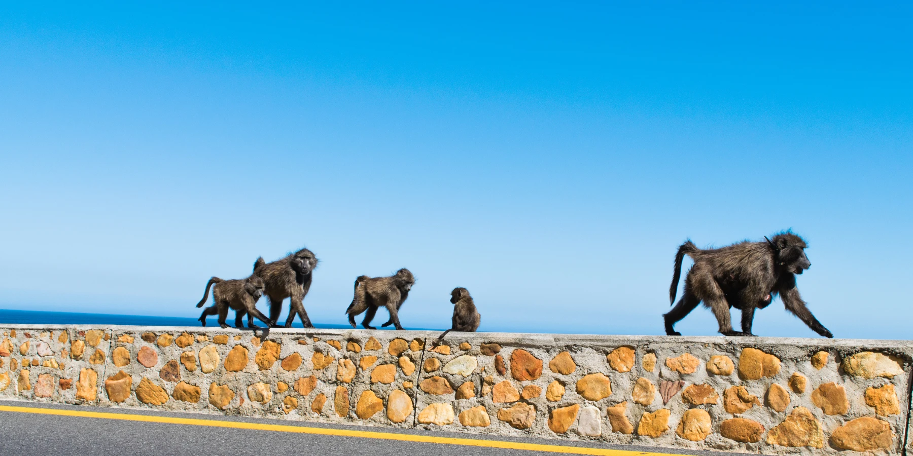 Road rules for roadside wildlife in South Africa