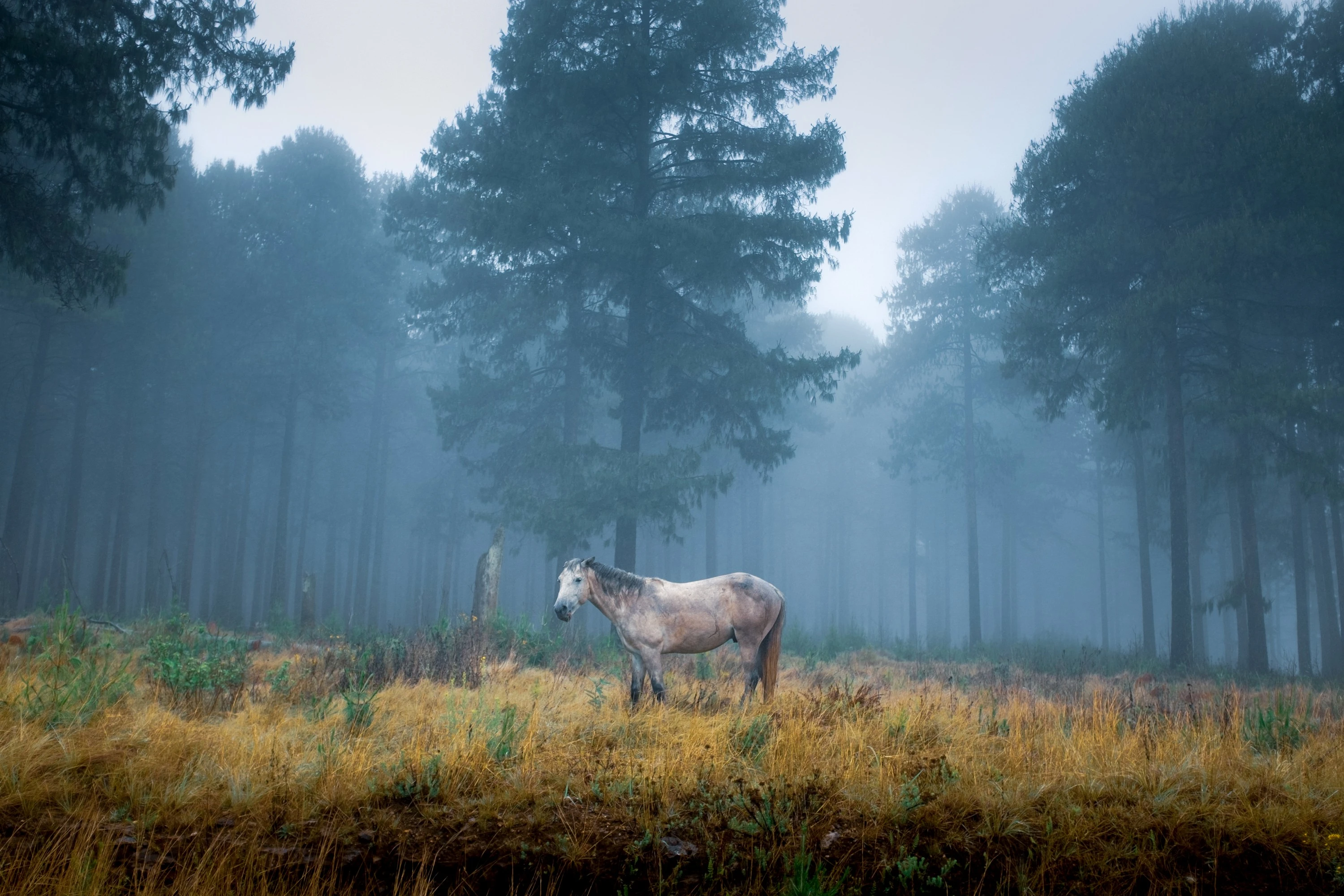 Kaapsehoop Horses South Africa