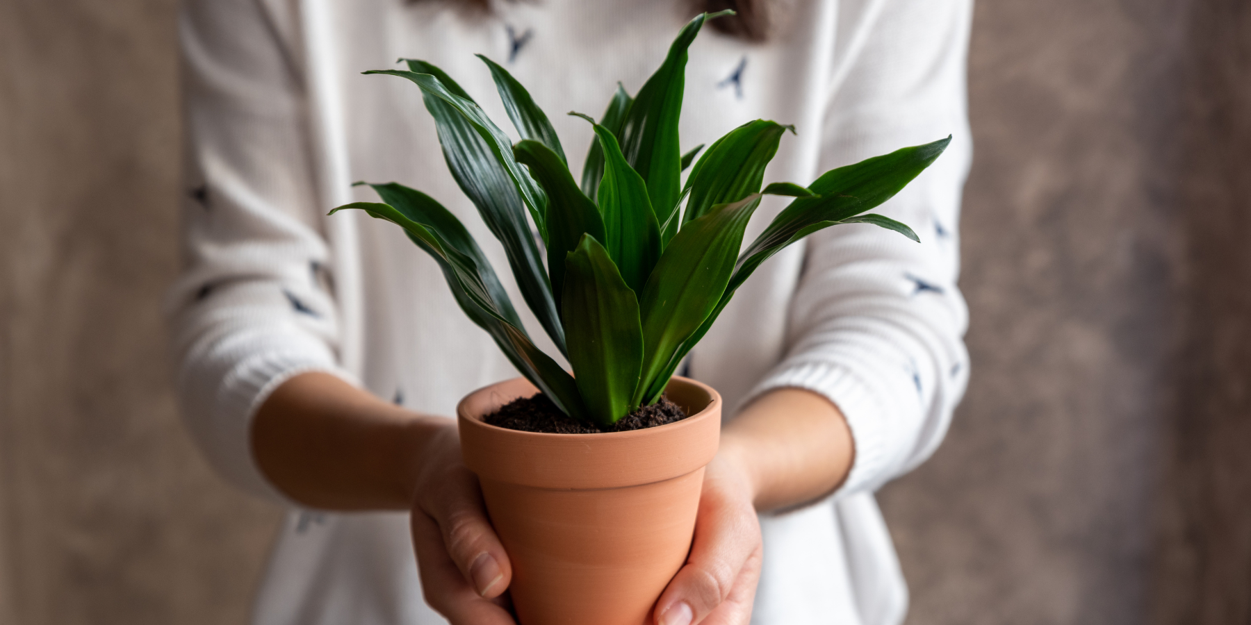 Indoor Plant Housewarming Gift