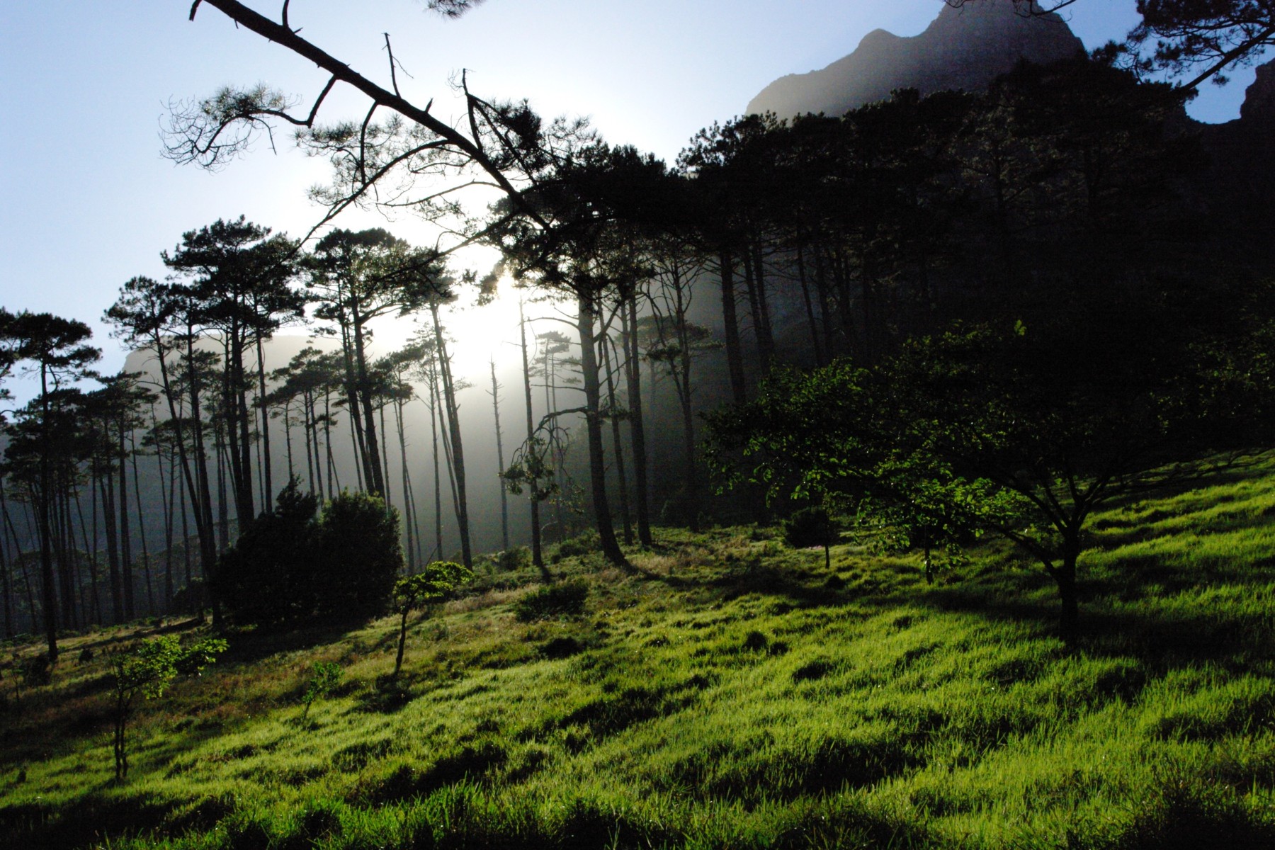 Mossy trails in Newlands Forest after rain