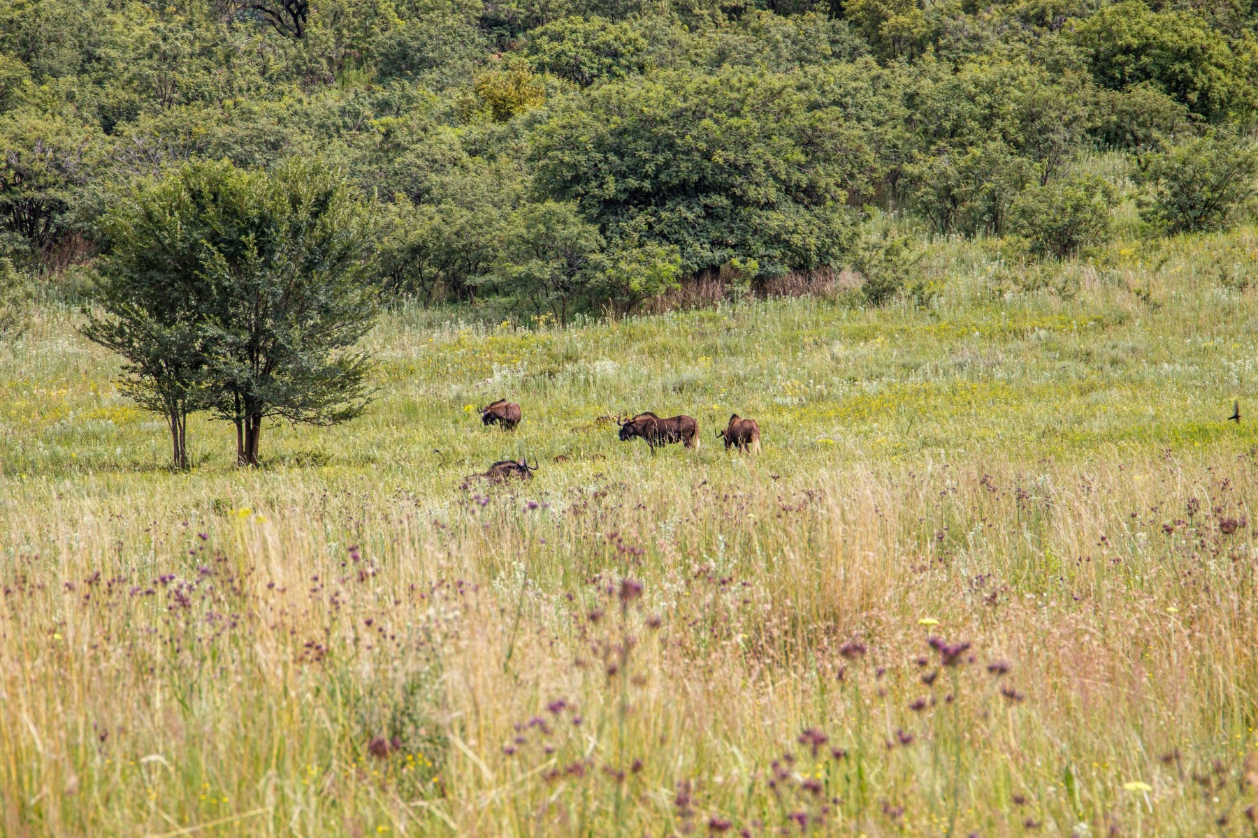 Klipriviersberg Nature Reserve